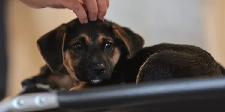 Lei define guarda compartilhada de pets; veja detalhes