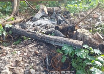 Dois homens são presos por desmatamento e queimada em área de preservação no Sul de Minas