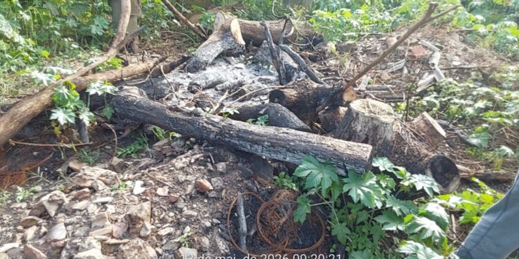 Dois homens são presos por desmatamento e queimada em área de preservação no Sul de Minas