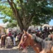 Prefeito de Carmo do Rio Claro sanciona lei que regulamenta cavalgadas beneficentes no município