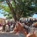 Reunião debate futuro das cavalgadas em Carmo do Rio Claro