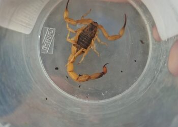 Moradora pede retirada de entulho após risco com escorpião em Carmo do Rio Claro (MG)