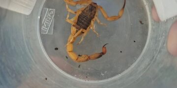 Moradora pede retirada de entulho após risco com escorpião em Carmo do Rio Claro (MG)