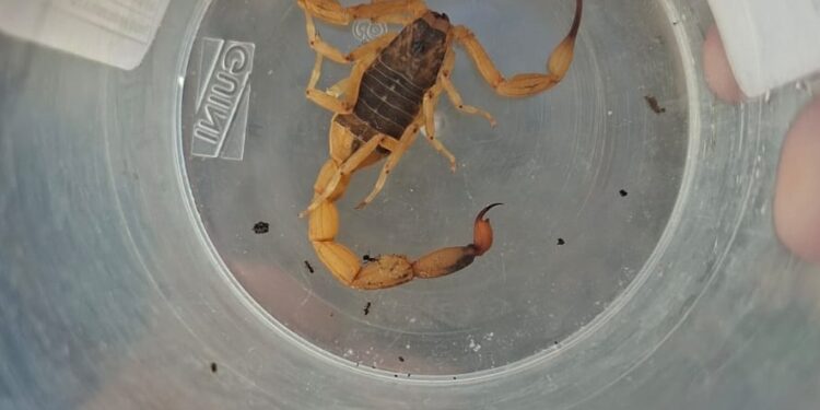 Moradora pede retirada de entulho após risco com escorpião em Carmo do Rio Claro (MG)