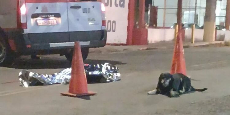Cachorro permanece ao lado de tutor após atropelamento fatal em Alfenas