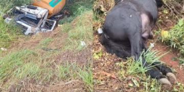 VÍDEO: Caminhão betoneira cai em ribanceira após atingir cavalos soltos em Alfenas
