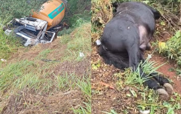 VÍDEO: Caminhão betoneira cai em ribanceira após atingir cavalos soltos em Alfenas