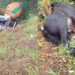 VÍDEO: Caminhão betoneira cai em ribanceira após atingir cavalos soltos em Alfenas