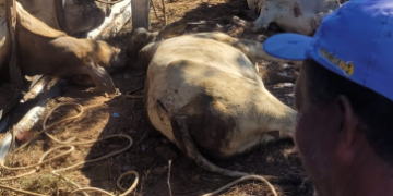 Caminhão com carga de gado tomba na BR-459 e atinge casa no Sul de Minas