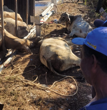 Caminhão com carga de gado tomba na BR-459 e atinge casa no Sul de Minas