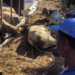 Caminhão com carga de gado tomba na BR-459 e atinge casa no Sul de Minas