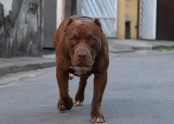 Criança de 2 anos fica ferida após ataque de pitbull