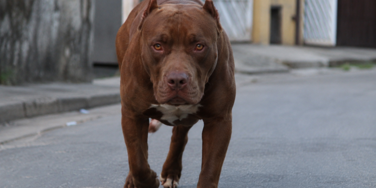 Criança de 2 anos fica ferida após ataque de pitbull