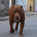 Criança de 2 anos fica ferida após ataque de pitbull