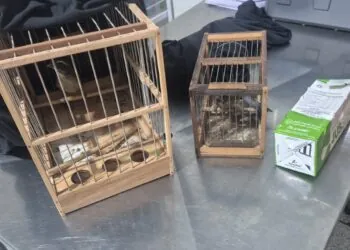 Polícia Rodoviária apreende aves silvestres durante fiscalização na LMG-836