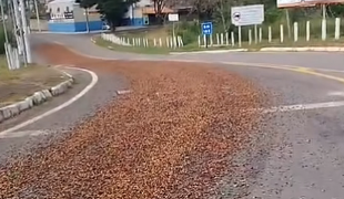 Café espalhado após queda de carga deixa trânsito perigoso em trecho da MGC-369 próximo a Alfenas