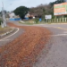 Café espalhado após queda de carga deixa trânsito perigoso em trecho da MGC-369 próximo a Alfenas