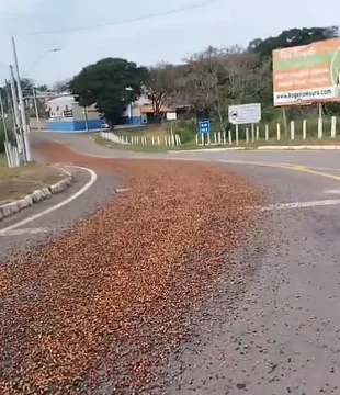 Café espalhado após queda de carga deixa trânsito perigoso em trecho da MGC-369 próximo a Alfenas