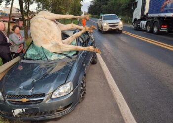 Cavalo solto provoca acidente na MG-050 e deixa dois feridos