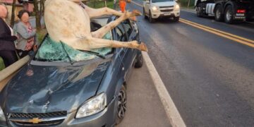 Cavalo solto provoca acidente na MG-050 e deixa dois feridos