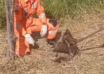 VÍDEO | Coruja rara é resgatada após ficar presa em cerca na zona rural de Guaranésia