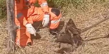 VÍDEO | Coruja rara é resgatada após ficar presa em cerca na zona rural de Guaranésia