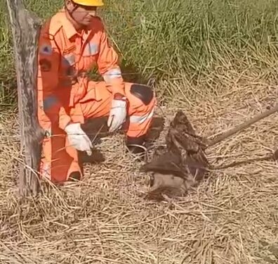 VÍDEO | Coruja rara é resgatada após ficar presa em cerca na zona rural de Guaranésia