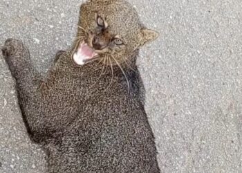 VÍDEO: Jaguarundi ferido é resgatado por bombeiros, mas não resiste após atendimento no Sul de Minas