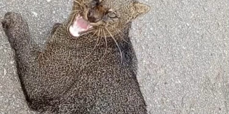 VÍDEO: Jaguarundi ferido é resgatado por bombeiros, mas não resiste após atendimento no Sul de Minas