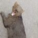 VÍDEO: Jaguarundi ferido é resgatado por bombeiros, mas não resiste após atendimento no Sul de Minas