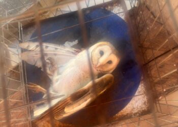 Coruja ferida é resgatada pelos Bombeiros em propriedade rural de Piumhi