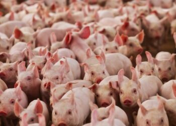 Suinocultura mineira enfrenta prejuízos 