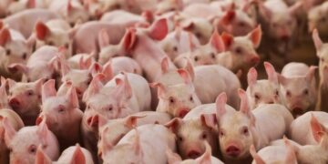 Suinocultura mineira enfrenta prejuízos 