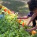 Agro na Escola une educação e prática no campo em Belo Oriente 