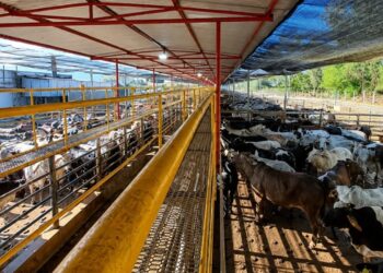 Frigorífico mineiro reabilitado para a China 