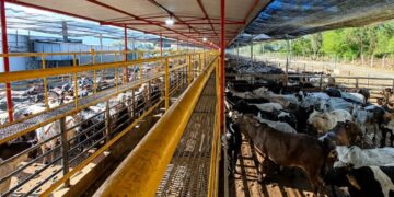 Frigorífico mineiro reabilitado para a China