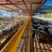 Frigorífico mineiro reabilitado para a China