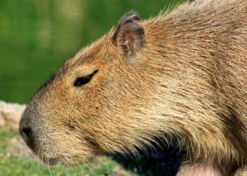 VÍDEO: Aparição de capivara em área urbana chama atenção de moradores em Carmo do Rio Claro