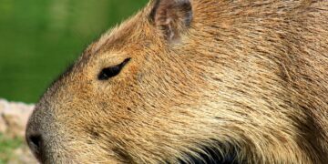 VÍDEO: Aparição de capivara em área urbana chama atenção de moradores em Carmo do Rio Claro