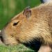 VÍDEO: Aparição de capivara em área urbana chama atenção de moradores em Carmo do Rio Claro