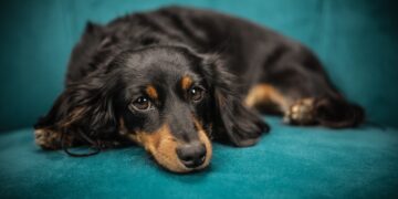 Homem é baleado pelo irmão após disputa por cachorro em Poços