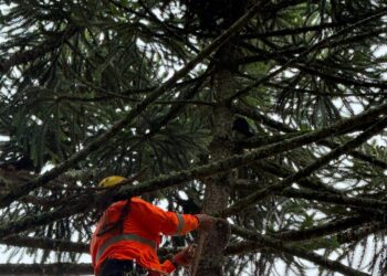 Bombeiros resgatam gato preso a mais de 20 metros de altura em araucária