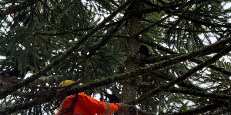 Bombeiros resgatam gato preso a mais de 20 metros de altura em araucária