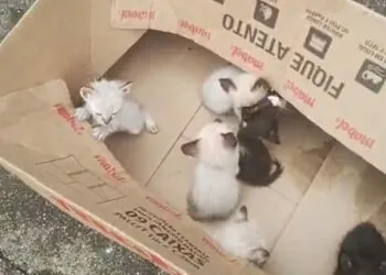 Polícia Civil indicia mulher por abandono de gatos filhotes em São Sebastião do Paraíso