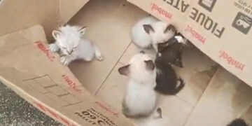 Polícia Civil indicia mulher por abandono de gatos filhotes em São Sebastião do Paraíso