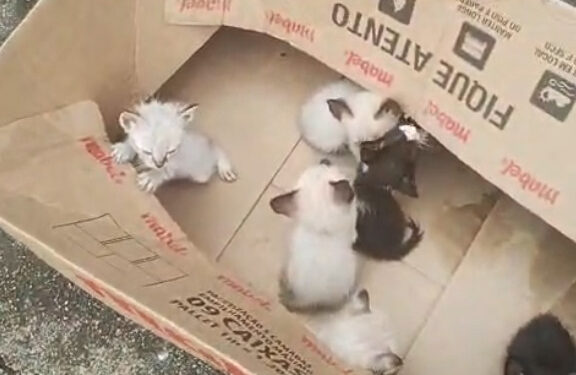 Polícia Civil indicia mulher por abandono de gatos filhotes em São Sebastião do Paraíso