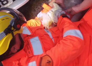 Ocorrências de salvamento animal mobilizam bombeiros em duas cidades do Sul de Minas