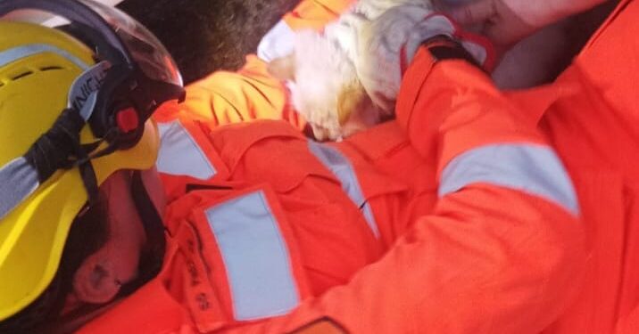 Ocorrências de salvamento animal mobilizam bombeiros em duas cidades do Sul de Minas