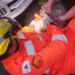 Ocorrências de salvamento animal mobilizam bombeiros em duas cidades do Sul de Minas