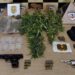 Advogado e esposa são conduzidos após apreensão de armas e cultivo de maconha em propriedade rural